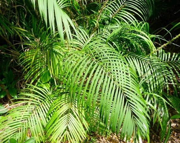 Rattan