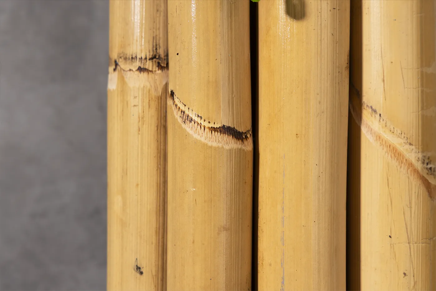 Natural Manao with bark - Image 3